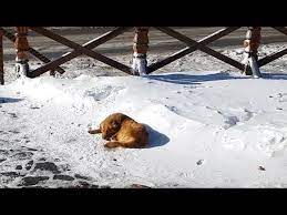 A Man Finds An Abandoned Dog In The Snow